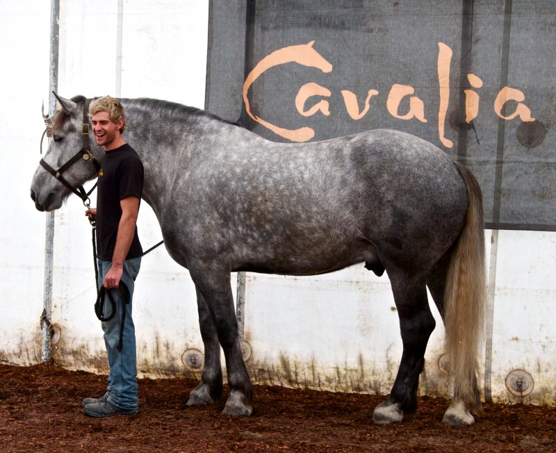 One of the stars of Cavalia, currently on in Brisbane, showing every night until the end of March under the big white top at Eagle Farm.